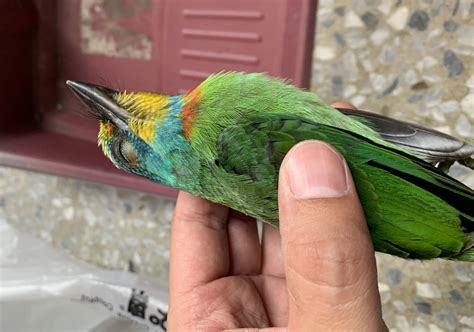 夢到很多鳥死掉|夢見快死的鳥（鳥死亡）